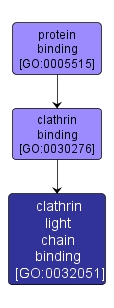 GO:0032051 - clathrin light chain binding (interactive image map)