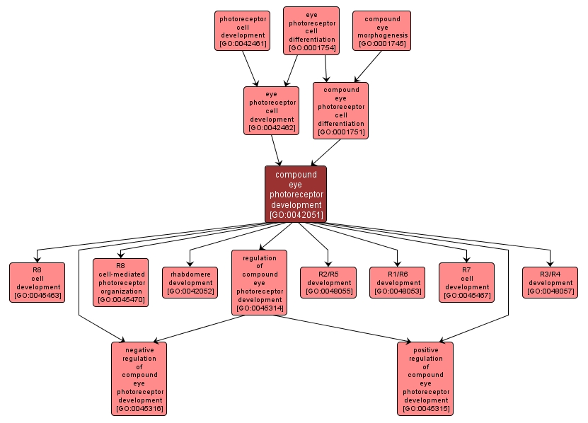 GO:0042051 - compound eye photoreceptor development (interactive image map)