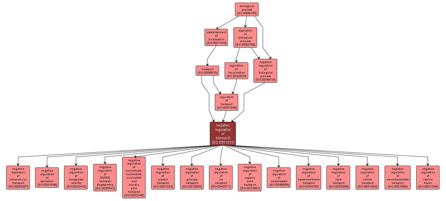 GO:0051051 - negative regulation of transport (interactive image map)