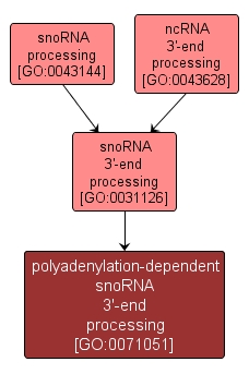 GO:0071051 - polyadenylation-dependent snoRNA 3'-end processing (interactive image map)