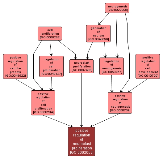 GO:0002052 - positive regulation of neuroblast proliferation (interactive image map)