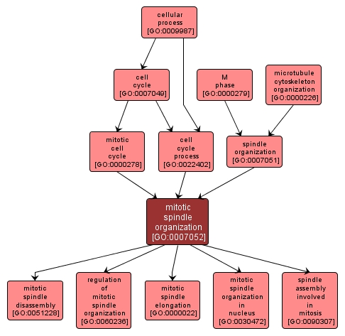 GO:0007052 - mitotic spindle organization (interactive image map)