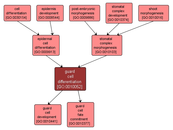 GO:0010052 - guard cell differentiation (interactive image map)