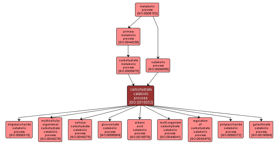 GO:0016052 - carbohydrate catabolic process (interactive image map)