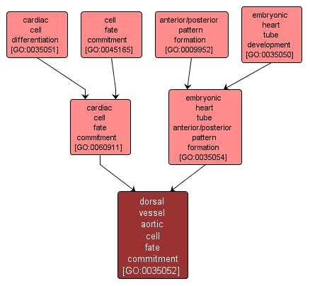 GO:0035052 - dorsal vessel aortic cell fate commitment (interactive image map)