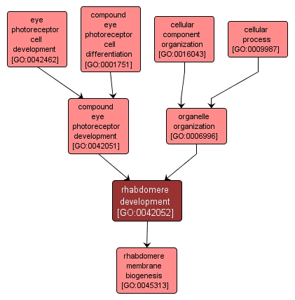 GO:0042052 - rhabdomere development (interactive image map)