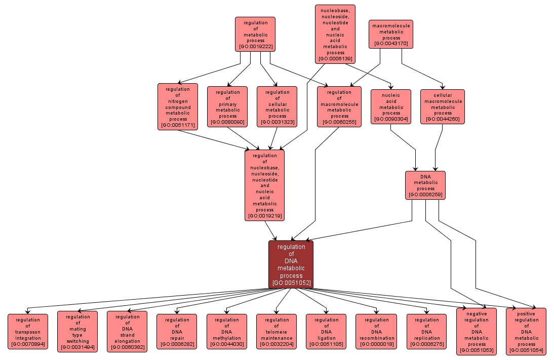 GO:0051052 - regulation of DNA metabolic process (interactive image map)