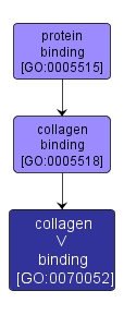 GO:0070052 - collagen V binding (interactive image map)