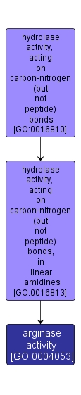 GO:0004053 - arginase activity (interactive image map)