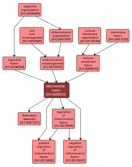 GO:0008053 - mitochondrial fusion (interactive image map)