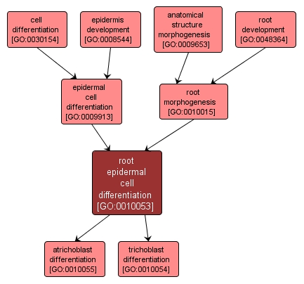 GO:0010053 - root epidermal cell differentiation (interactive image map)