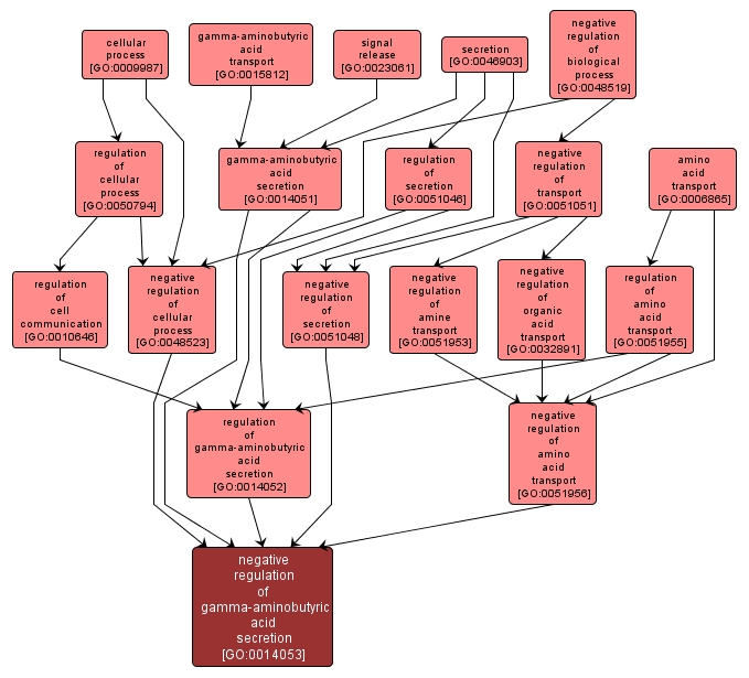 GO:0014053 - negative regulation of gamma-aminobutyric acid secretion (interactive image map)