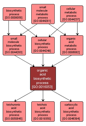 GO:0016053 - organic acid biosynthetic process (interactive image map)