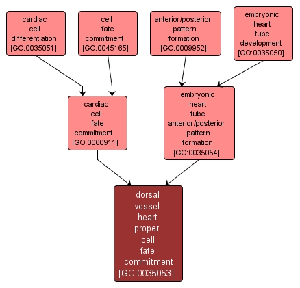 GO:0035053 - dorsal vessel heart proper cell fate commitment (interactive image map)