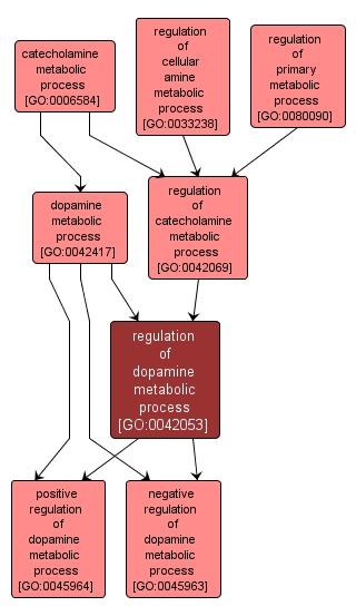 GO:0042053 - regulation of dopamine metabolic process (interactive image map)