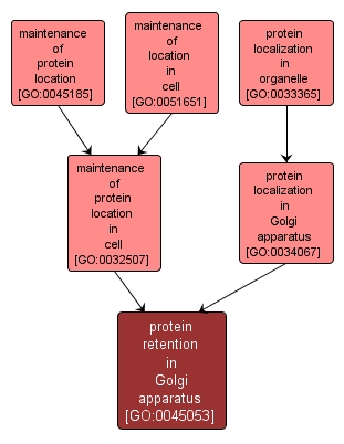 GO:0045053 - protein retention in Golgi apparatus (interactive image map)