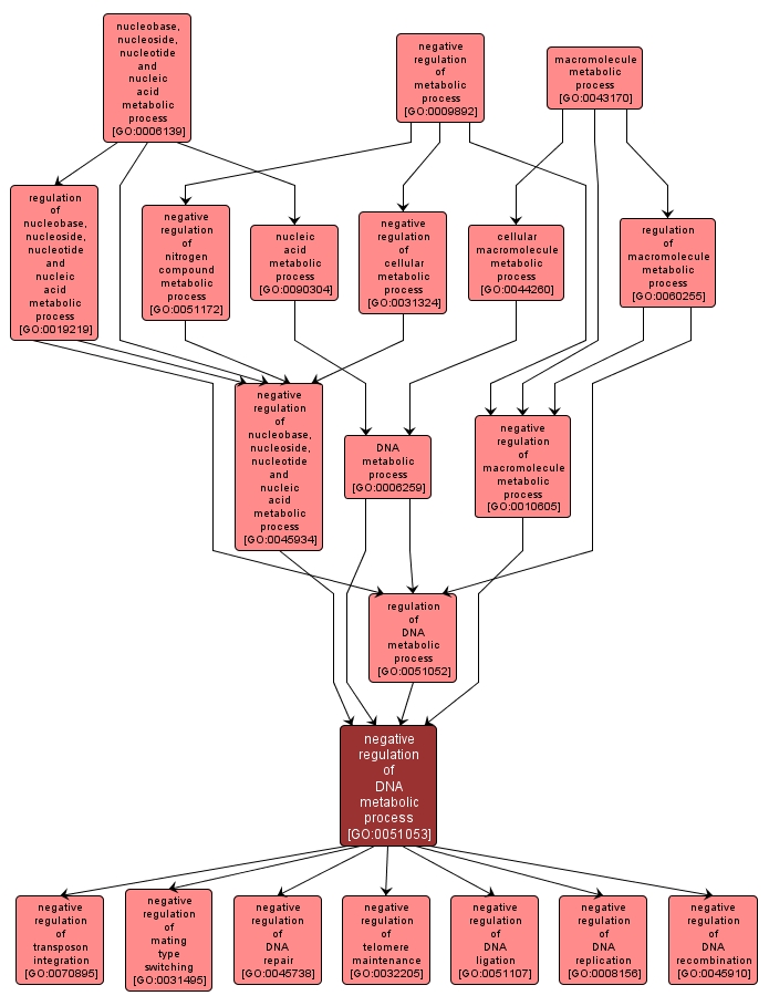 GO:0051053 - negative regulation of DNA metabolic process (interactive image map)