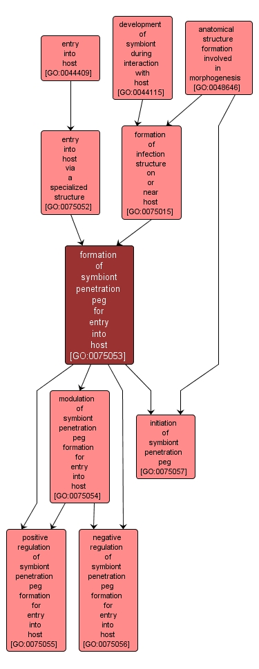 GO:0075053 - formation of symbiont penetration peg for entry into host (interactive image map)