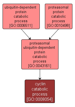 GO:0008054 - cyclin catabolic process (interactive image map)