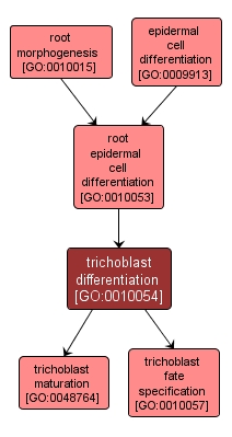 GO:0010054 - trichoblast differentiation (interactive image map)