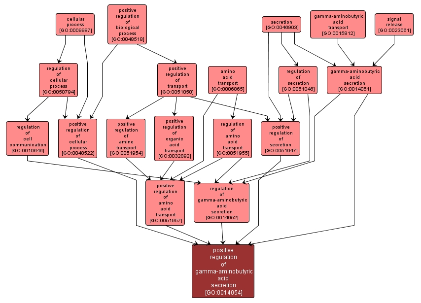 GO:0014054 - positive regulation of gamma-aminobutyric acid secretion (interactive image map)