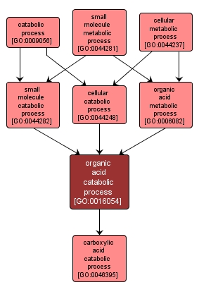 GO:0016054 - organic acid catabolic process (interactive image map)