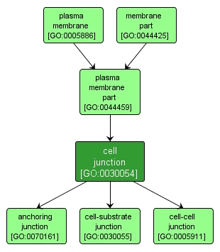 GO:0030054 - cell junction (interactive image map)