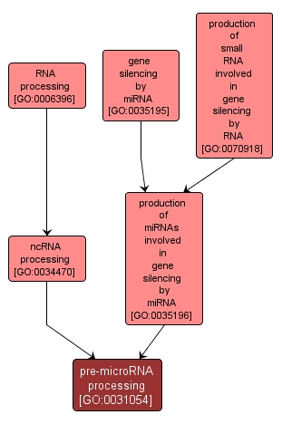 GO:0031054 - pre-microRNA processing (interactive image map)