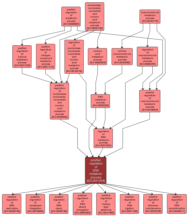 GO:0051054 - positive regulation of DNA metabolic process (interactive image map)