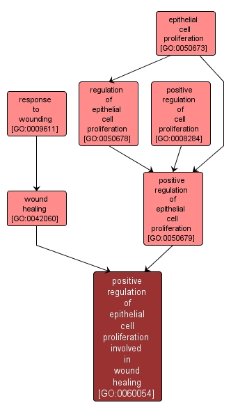 GO:0060054 - positive regulation of epithelial cell proliferation involved in wound healing (interactive image map)