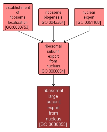 GO:0000055 - ribosomal large subunit export from nucleus (interactive image map)