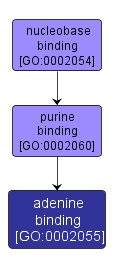 GO:0002055 - adenine binding (interactive image map)