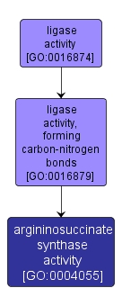 GO:0004055 - argininosuccinate synthase activity (interactive image map)