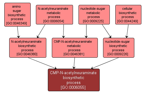 GO:0006055 - CMP-N-acetylneuraminate biosynthetic process (interactive image map)