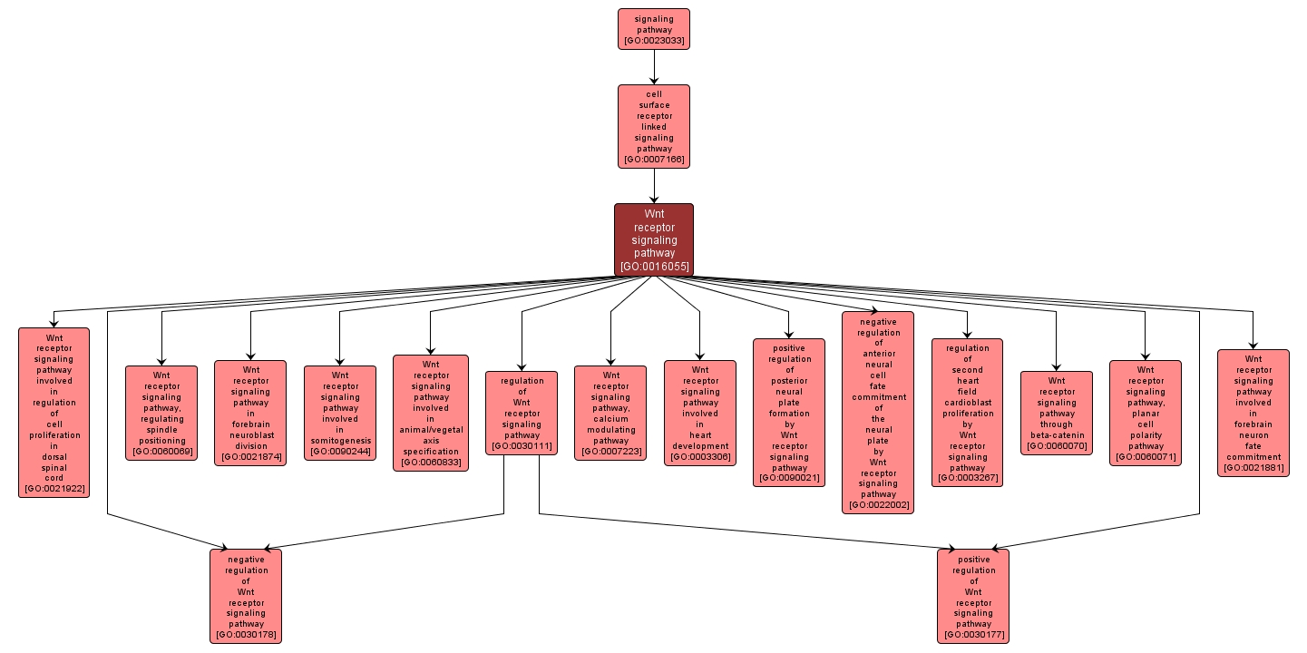 GO:0016055 - Wnt receptor signaling pathway (interactive image map)