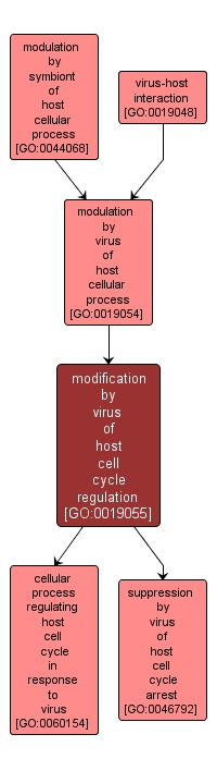 GO:0019055 - modification by virus of host cell cycle regulation (interactive image map)