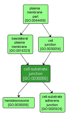 GO:0030055 - cell-substrate junction (interactive image map)