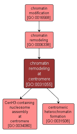 GO:0031055 - chromatin remodeling at centromere (interactive image map)