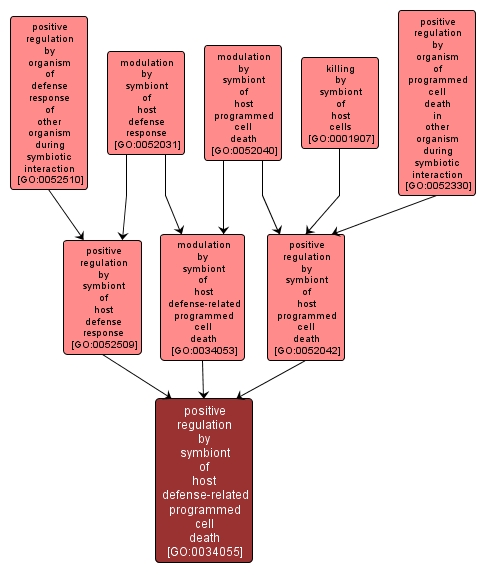 GO:0034055 - positive regulation by symbiont of host defense-related programmed cell death (interactive image map)