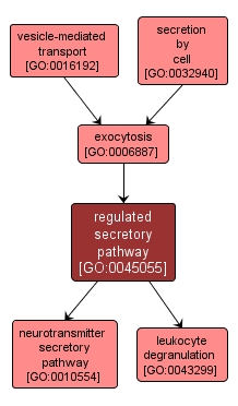 GO:0045055 - regulated secretory pathway (interactive image map)