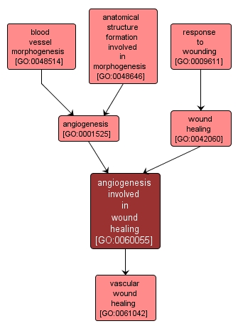 GO:0060055 - angiogenesis involved in wound healing (interactive image map)