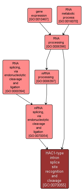 GO:0070055 - HAC1-type intron splice site recognition and cleavage (interactive image map)