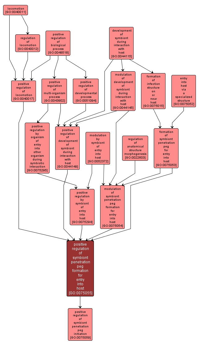 GO:0075055 - positive regulation of symbiont penetration peg formation for entry into host (interactive image map)