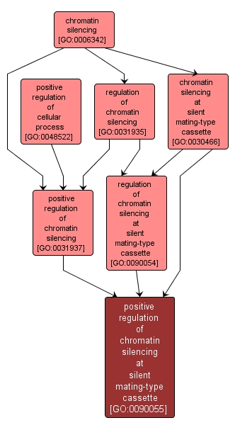 GO:0090055 - positive regulation of chromatin silencing at silent mating-type cassette (interactive image map)