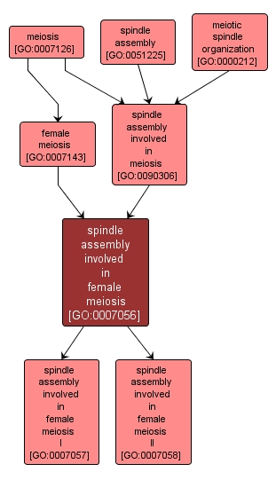 GO:0007056 - spindle assembly involved in female meiosis (interactive image map)