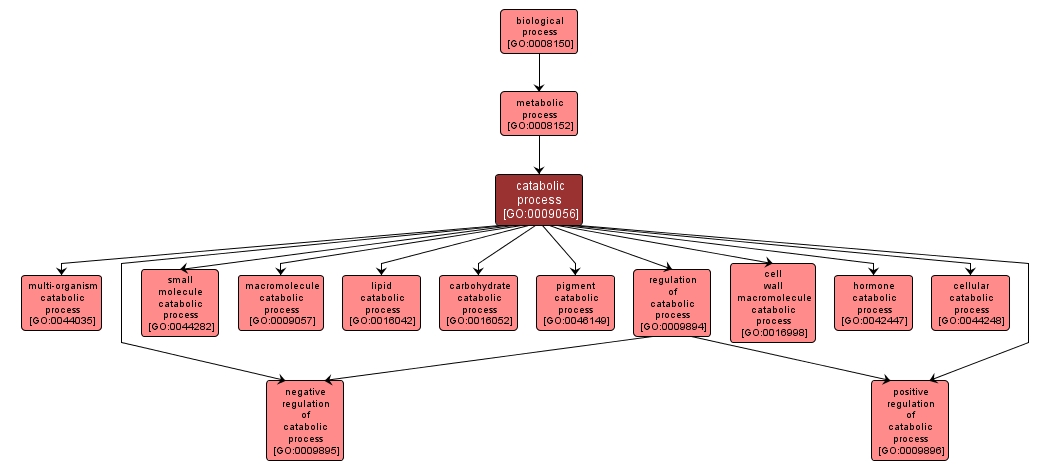 GO:0009056 - catabolic process (interactive image map)