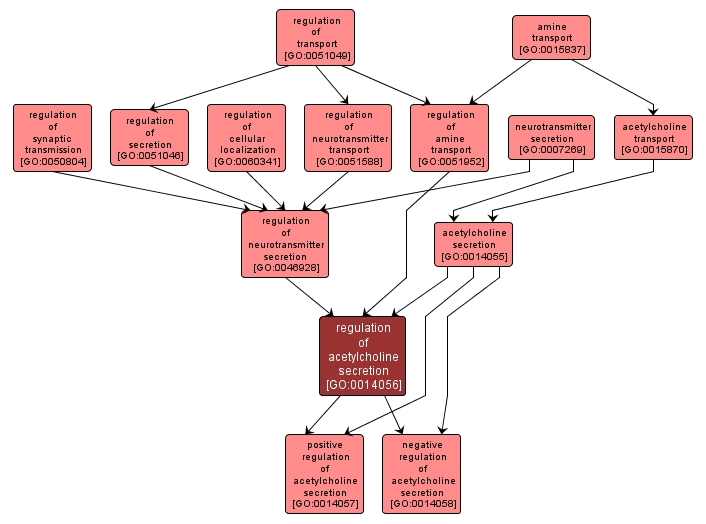 GO:0014056 - regulation of acetylcholine secretion (interactive image map)