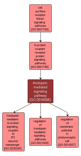 GO:0016056 - rhodopsin mediated signaling pathway (interactive image map)