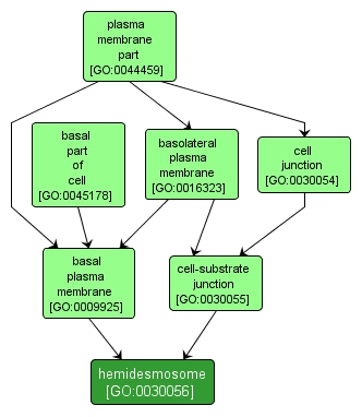 GO:0030056 - hemidesmosome (interactive image map)