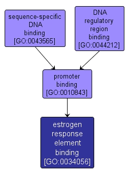GO:0034056 - estrogen response element binding (interactive image map)